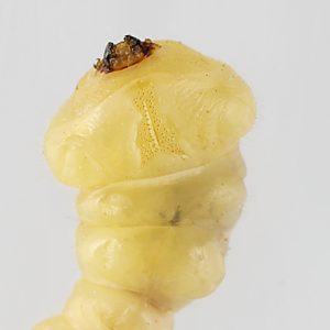 Melobasis propinqua verna, PL3855, larva, from Pultenaea involucrata (PJL 3142) stem, ventral, SL, 19.7 × 4.0 mm